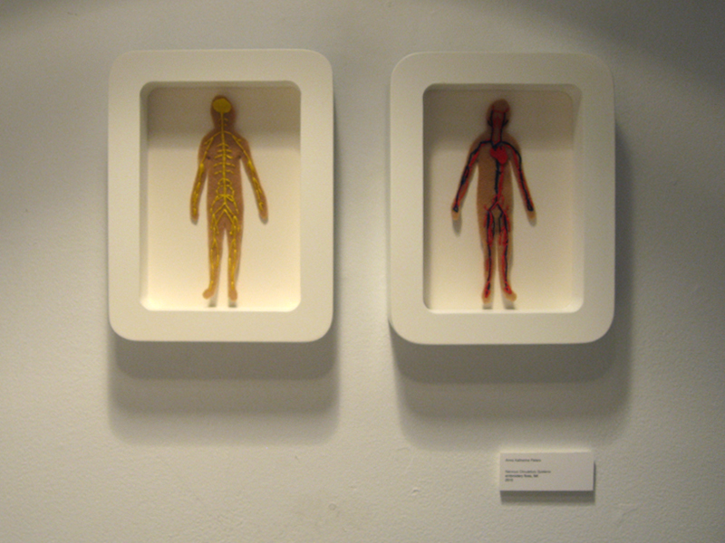 Nervous Circulatory Systems